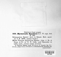 Hymenula equiseti image